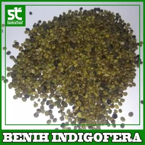 Benih Indigofera 1 KG