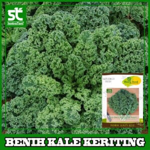 Benih Kale Keriting
