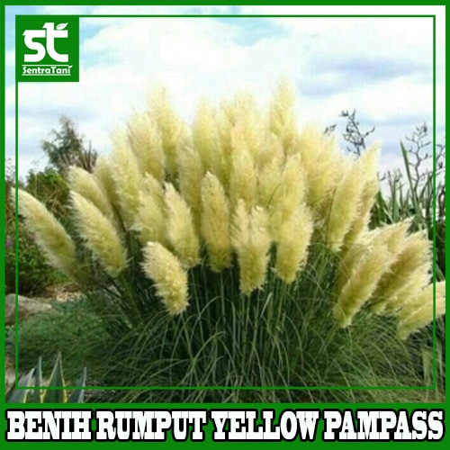 Benih Rumput Yellow Pampass