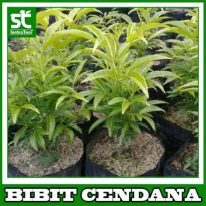 Bibit Cendana