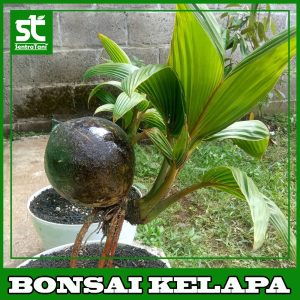 BONSAI KELAPA