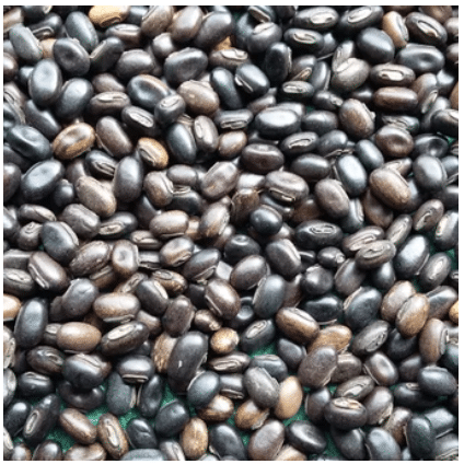 jual benih cover crop