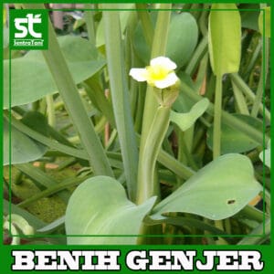 Benih Genjer