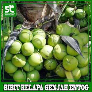 BIBIT KELAPA GENJAH ENTOK