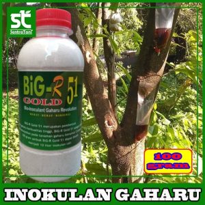 INOKULAN GAHARU BIG-R 51 100 GRAM