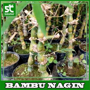 TANAMAN BAMBU NAGIN