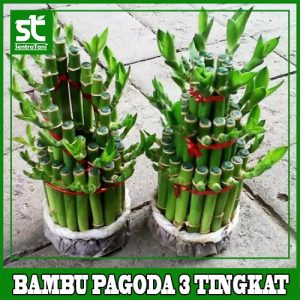 Tanaman Bambu Rejeki Pagoda 3 Tingkat