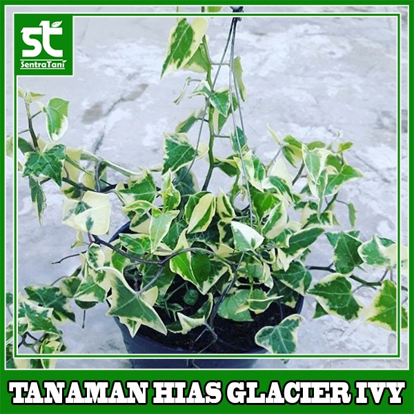 Tanaman Hias Glacier Ivy