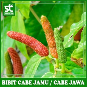 BIBIT CABE JAMU / CABE JAWA