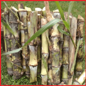 Bibit Tebu Telur terubuk