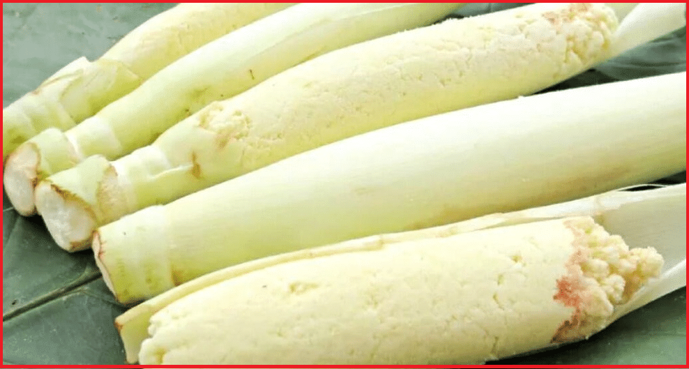 harga bibit trubuk