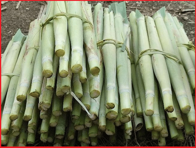 jual bibit Tebu Endog