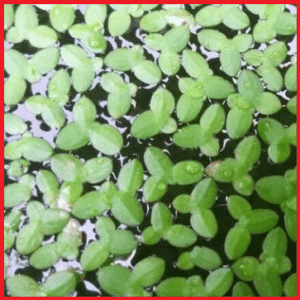 bibit-tanaman-lentil-air